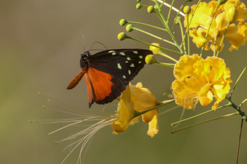 Butterfly Showing off Its Wings