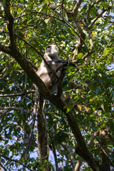 Gray Langur Monkeys