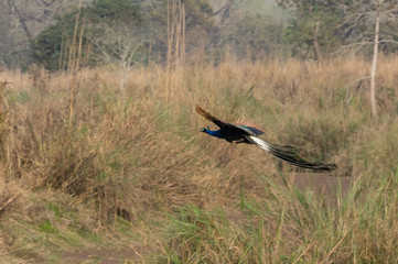 Fototapeta premium Peacock Coming in for Landing