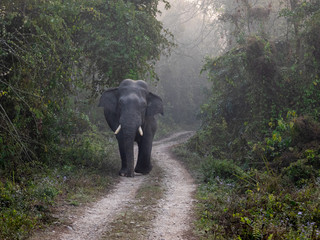 Obraz premium Wild Bull Elephant