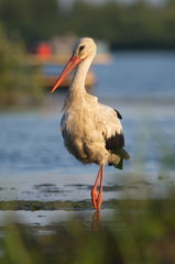 White Stork (Ciconia ciconia)