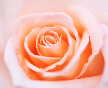 close up pink rose flower soft focus.