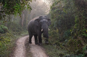 Fototapeta na wymiar Wild Elephant on the Road