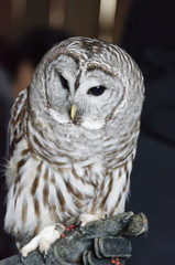 Barred owl sitting on hand