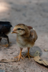 Chick close up