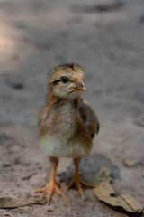 Chick close up