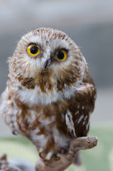 Northern saw-whet owl with big eyes, mounted