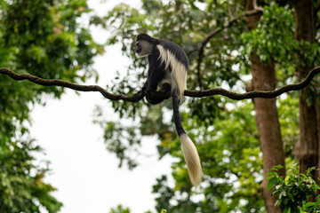 Colobus monkey