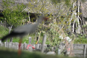 White Stork (Ciconia ciconia)