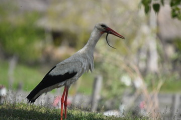 White Stork (Ciconia ciconia)