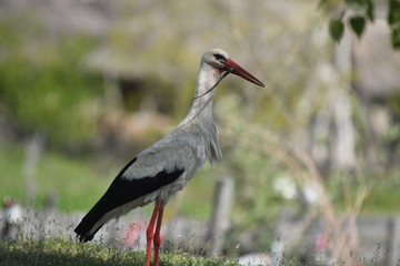 White Stork (Ciconia ciconia)