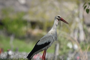 White Stork (Ciconia ciconia)