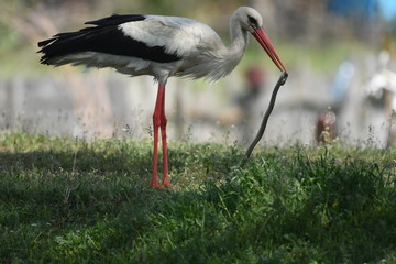 White Stork (Ciconia ciconia)