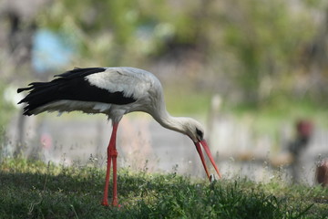 White Stork (Ciconia ciconia)