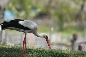 White Stork (Ciconia ciconia)