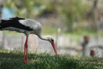 White Stork (Ciconia ciconia)