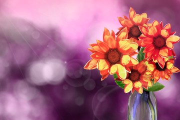 Beautiful live gazania bouquet bouquet in glass vase with blank place for your text on left on natural leaves and sky blurred bokeh background.