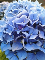 Hortensia bleue