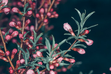 Obraz premium Many flowers on tree branch in nature. Delicate Pink Cherry Blossoms against dark background. Selective focus.