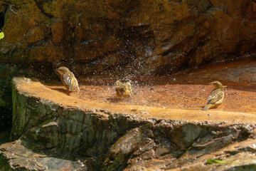black faced buntings enjoying bathing