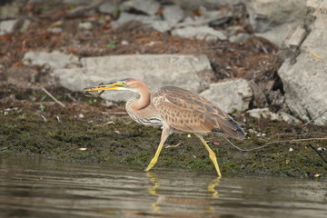 Purple heron (Ardea purpurea)