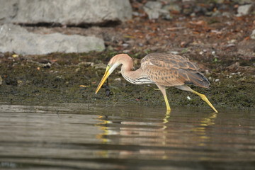 Purple heron (Ardea purpurea) 