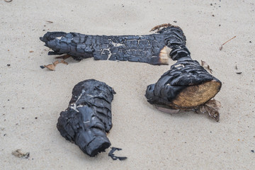 Beach campfire on  sand shore. Burned wood on white sand.