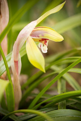 Fototapeta premium シュンラン