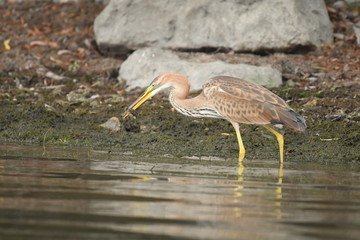 Purple heron (Ardea purpurea) 