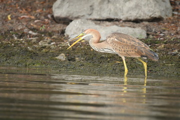 Purple heron (Ardea purpurea) 