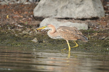 Purple heron (Ardea purpurea) 