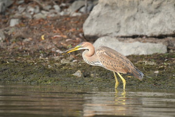 Purple heron (Ardea purpurea) 