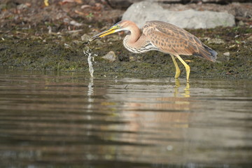 Purple heron (Ardea purpurea) 