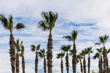 tall palm trees  