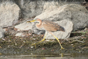 Purple heron (Ardea purpurea) 