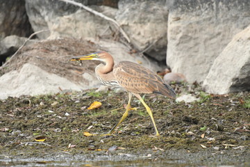 Purple heron (Ardea purpurea) 