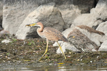Purple heron (Ardea purpurea) 