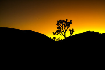 Obraz na płótnie Canvas Joshua Tree Silhouette Landscape with Colorful Orange Stylized Sunset