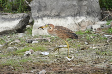 Purple heron (Ardea purpurea) 