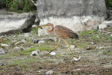 Purple heron (Ardea purpurea) 