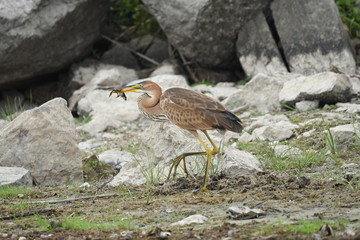 Purple heron (Ardea purpurea) 