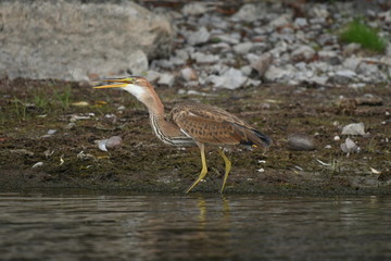 Purple heron (Ardea purpurea) 