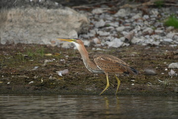 Purple heron (Ardea purpurea) 