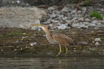Purple heron (Ardea purpurea) 