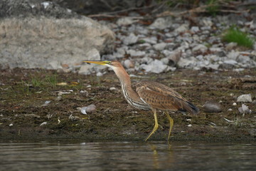 Purple heron (Ardea purpurea) 