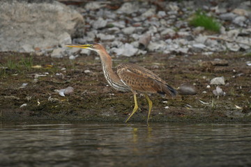 Purple heron (Ardea purpurea) 