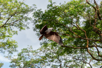 brahminy kite flying