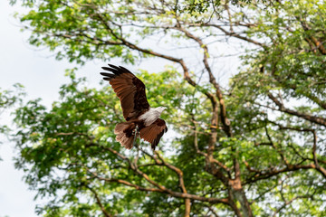 brahminy kite flying