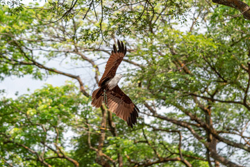 brahminy kite flying