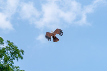 brahminy kite flying